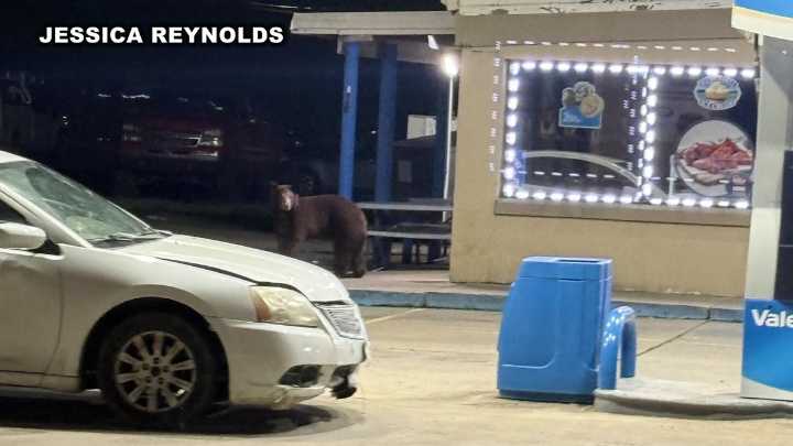 Black bear sighting confirmed in North Texas town