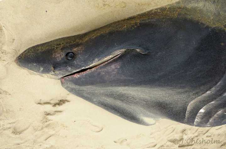 Massive basking shark washes up on Cape Cod beach