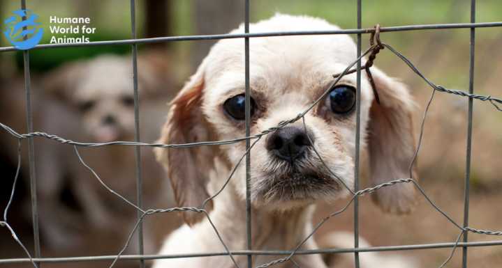No a las fábricas de cachorros