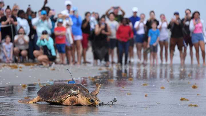 Sea turtle returned to ocean after front flipper amputated: Track her journey