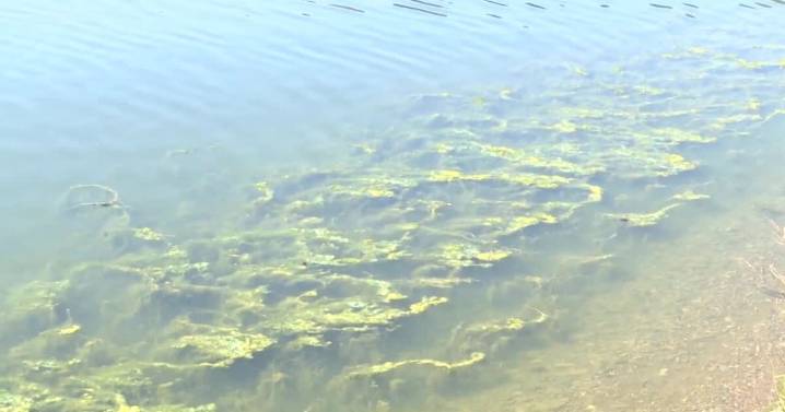 Montanans are asked to look out for harmful algal blooms