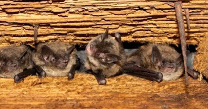 DNR encourages people to report bat roosts amid massive population decline