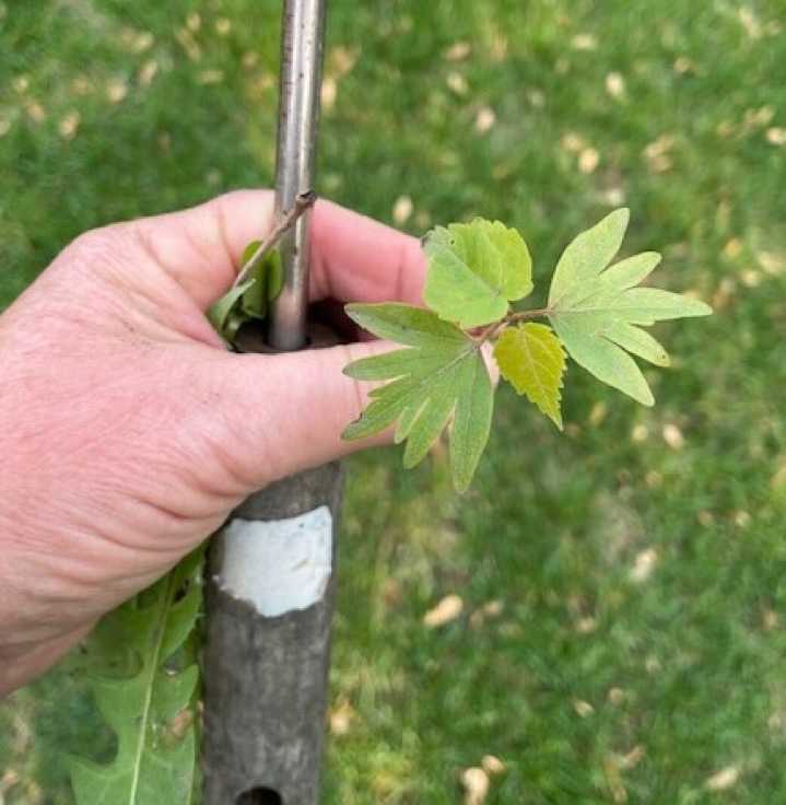What is this plant that keeps appearing in my yard?