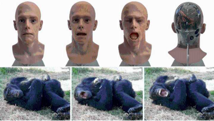 Contagious Yawning Can Occur Between A Chimp And An Android, And It Sends Them To Bed