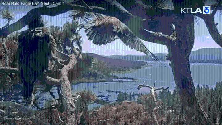 Liftoff! Big Bear bald eagle chick takes to the sky 