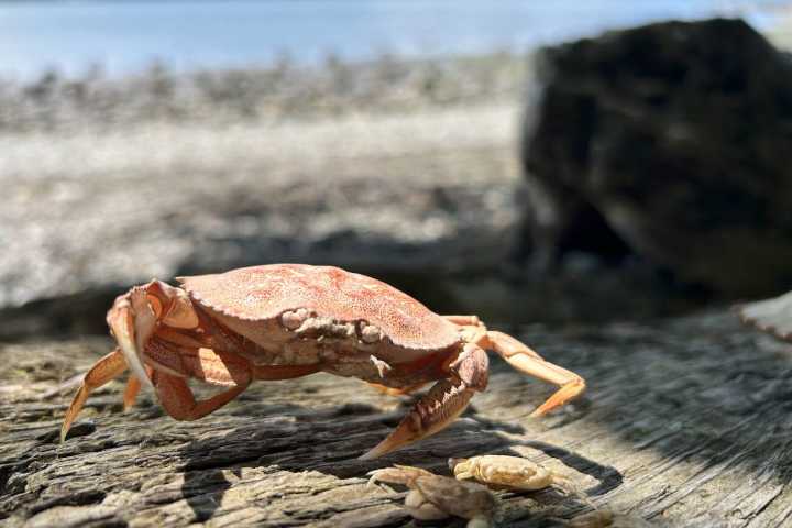 Help Washington manage European green crabs with citizen science events