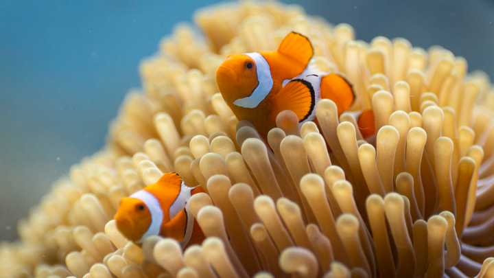 Ocean With David Attenborough Isn’t Just A Documentary; It’s a Wake
