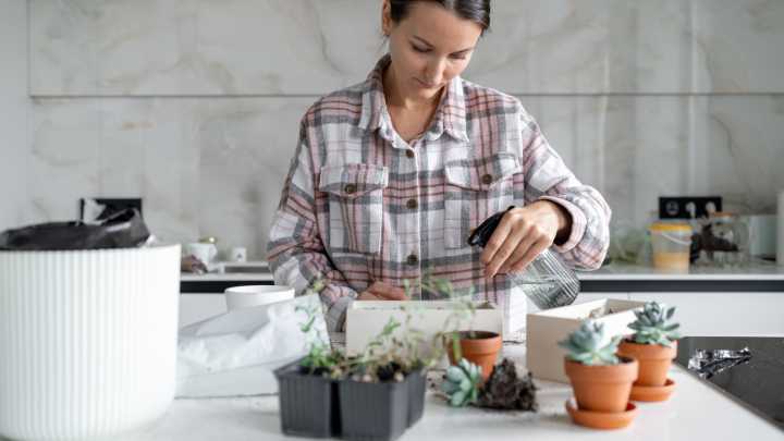 The Indoor Plant You Want In Your Home If Your Small Space Needs A Bright Pop Of Color