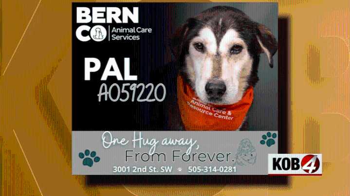 Love 4 Pets: Pal at the Bernalillo County Shelter