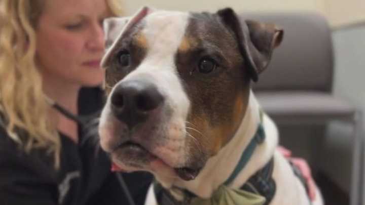 Hospice for pets keeps furry family members comfortable before crossing rainbow bridge