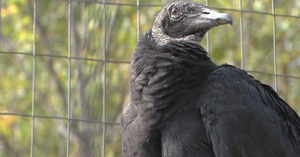 Black Vultures on the Rise: Southern Illinois Farmers Battle Aggressive New Predator