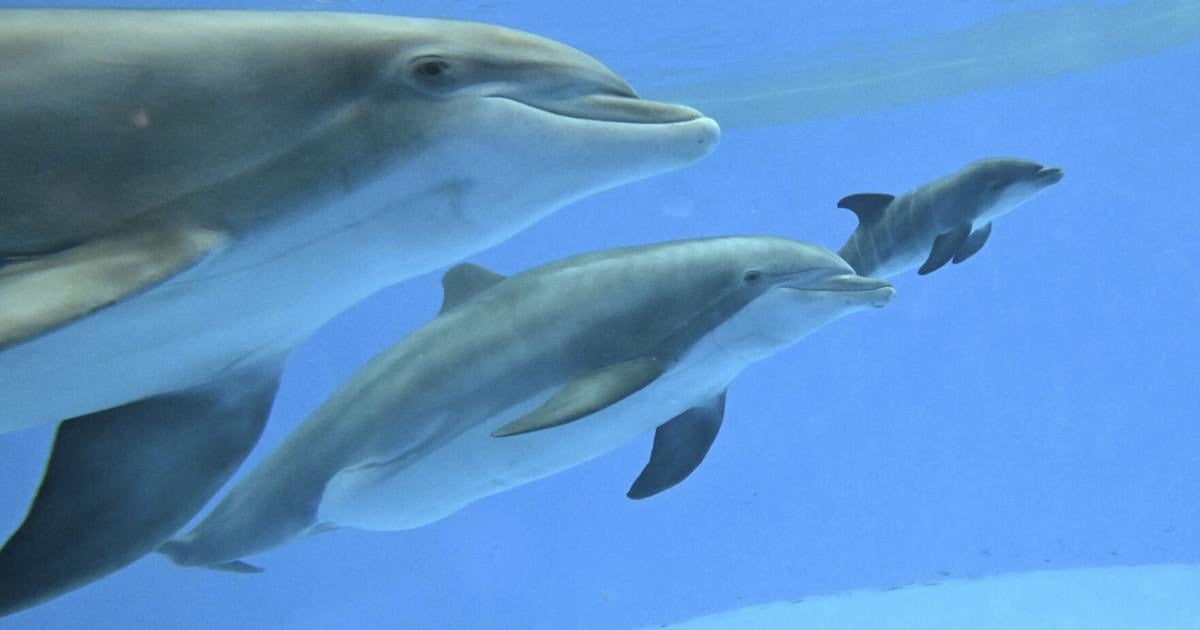 Video shows dolphin calf birth and first breath at Chicago zoo. Mom's friend helped