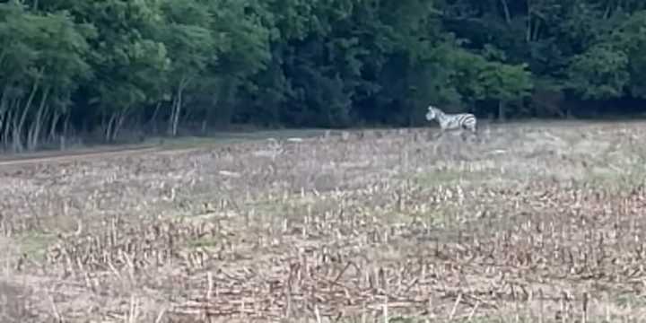 Missing zebra found wandering in Christiana, Tennessee field