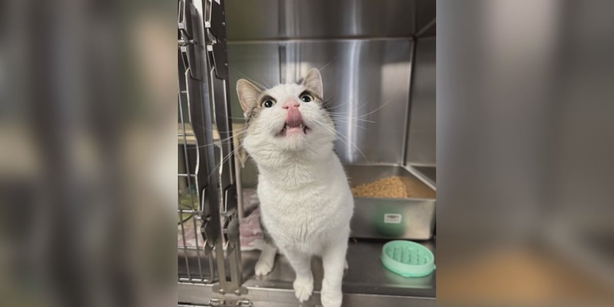 Fur Baby Friday: Meet chonky, sassy Artemis