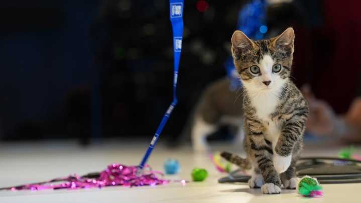 Kitten season 2025: Rescues and fostering explained