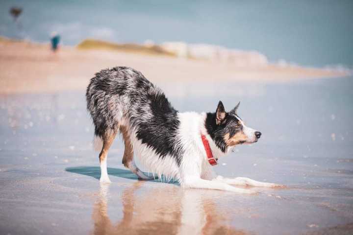 Sun’s Out, Paws Out! The 13 Best Dog Breeds for Summer Fun