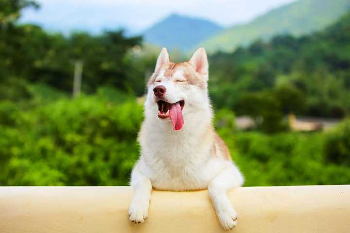 9 Curious Dog Breeds That Love Exploring New Places