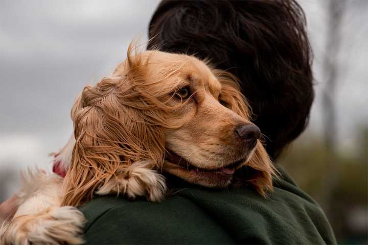 Are These The 13 Ultimate Emotional Dog Breeds?
