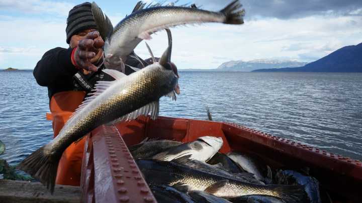 Chile's Indigenous fishermen say the salmon industry threatens their way of life