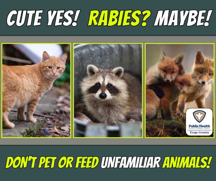 Tioga Co., NY Public Health Reminding People to Stay Away from Unfamiliar Animals