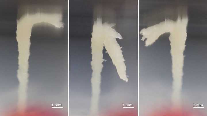 First evidence of ‘living towers’ made of worms discovered in nature
