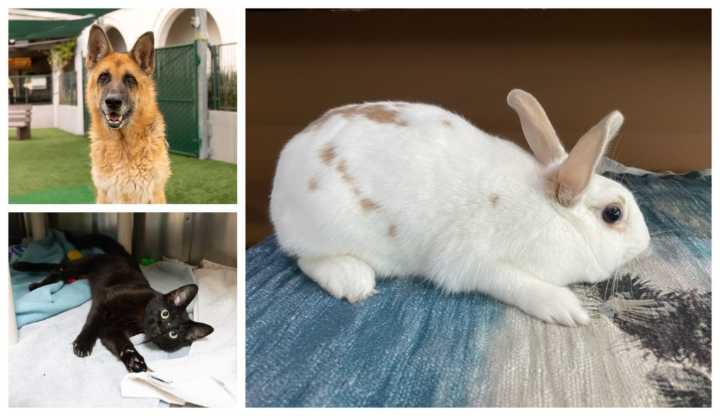 Column: Adoption days are here at Pasadena Humane