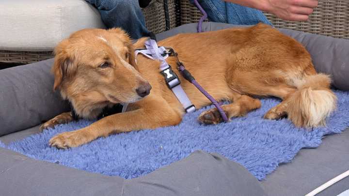 Lost dog returns home after swimming to island in 100