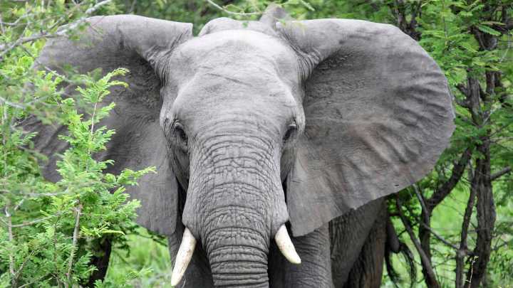 WATCH: Hungry Elephant Ransacks Grocery Store