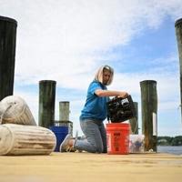 US oyster gardeners rebuild nature's own water