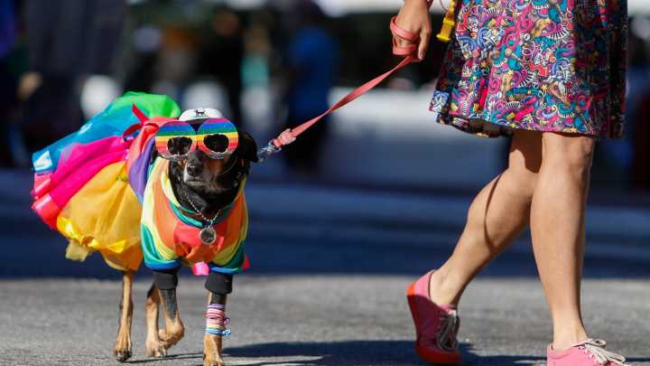 BarkBox CEO apologizes for leaked memo about Pride collection