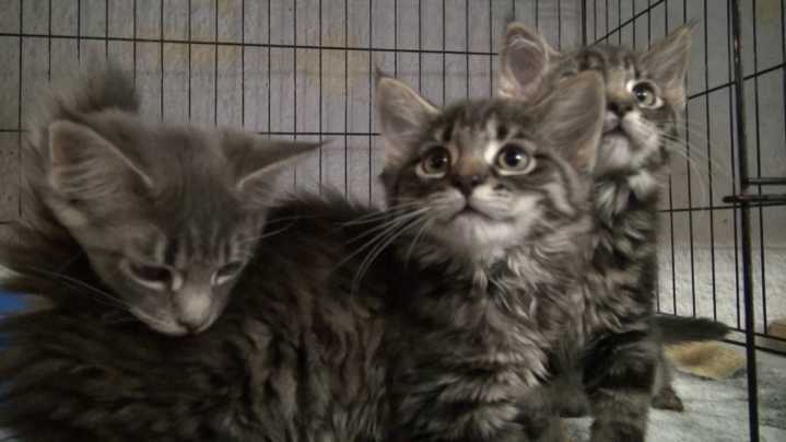 You are cordially invited to...a 'kitten shower'