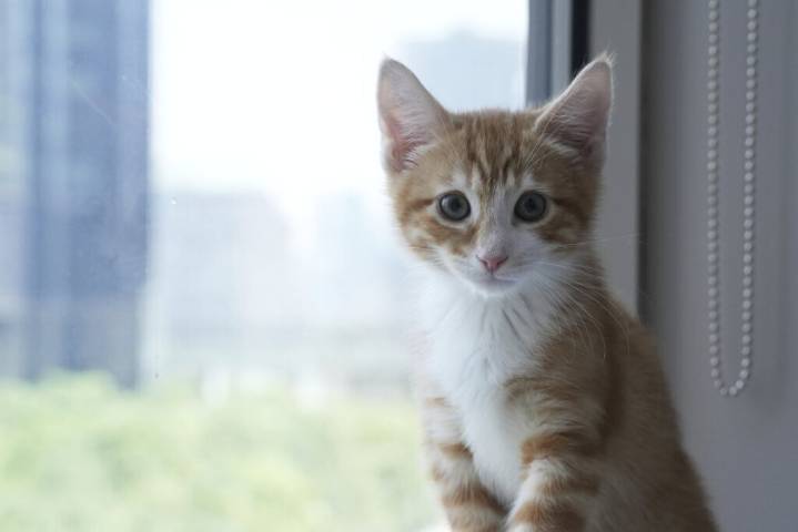 How to keep your fur baby healthy by finding the best vet at the best price