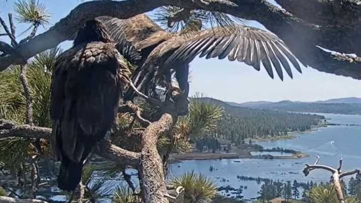 Leap of faith: Big Bear bald eaglet Sunny takes first flight from nest