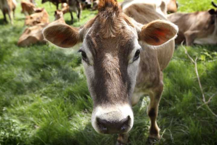 Westerly Police attempting to corral cows
