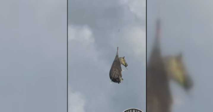 Special Delivery: Escaped zebra flying high on journey home after rescue