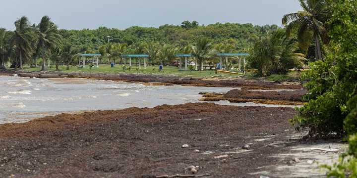 Record-breaking sargassum invasion detected in Caribbean, Atlantic