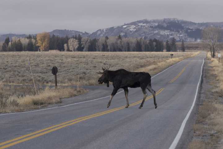 Public works seeks funding for priority wildlife crossings 