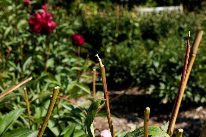 Hello, Ann Arbor: Vandalized peonies, Santa Ono’s rejection and a smuggled biological pathogen