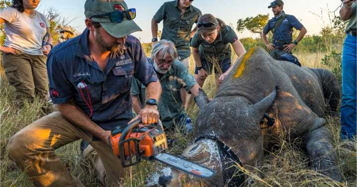 Removing rhino horns slashes poaching in South Africa by nearly 80%