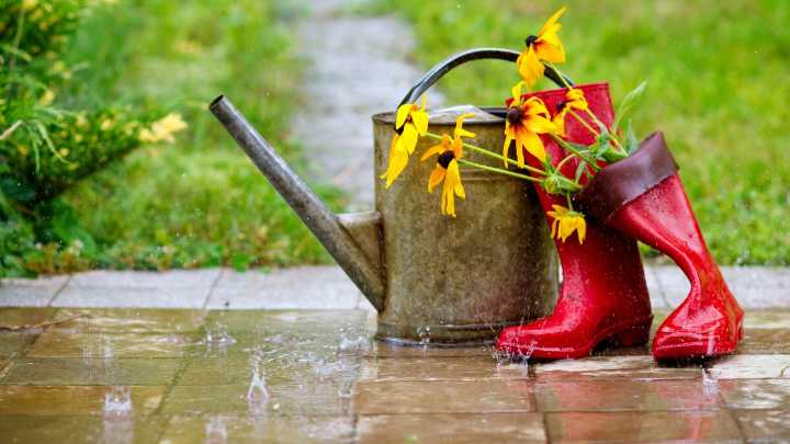 How to remedy garden issues after a rainy spring