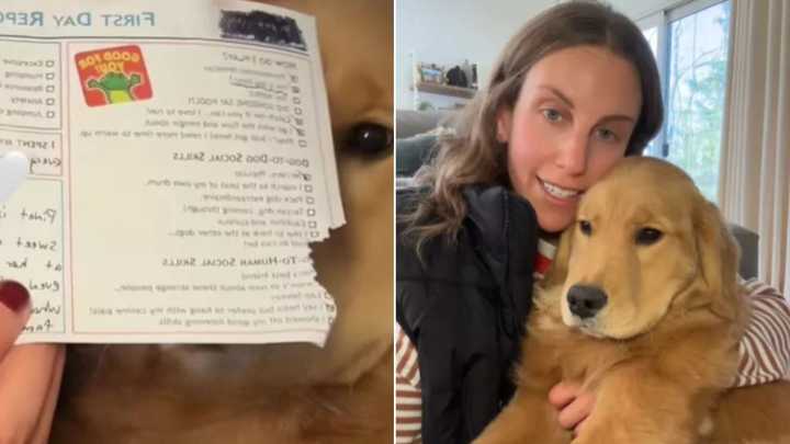 Pup From Ohio Rejoiced After His Mom Read His Report Card From The Daycare