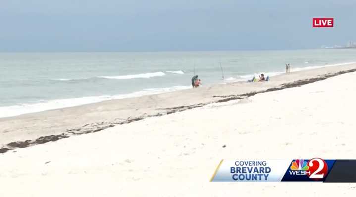 Video shows sand fleas swarming Florida beach | What a doctor says about the critters