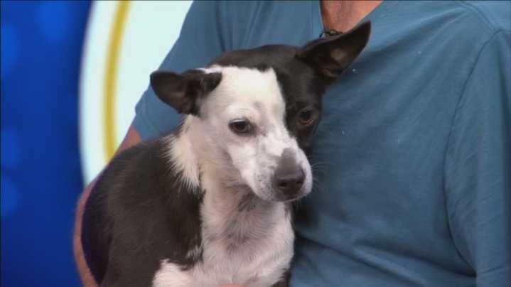 Pet of the Week: Domino