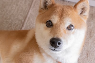 Is Dogecoin Still Worth a Look?