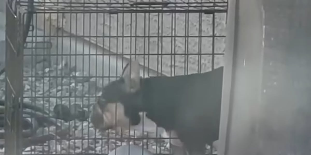 Dog dies after being left outside in crate during extreme heat; owner arrested, police say