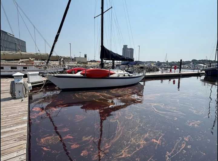 Crews contain 2K-gallon oil spill in Baltimore harbor, rescue wildlife