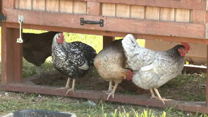 Veterans have a chance to experience the outdoors with farm animals this summer