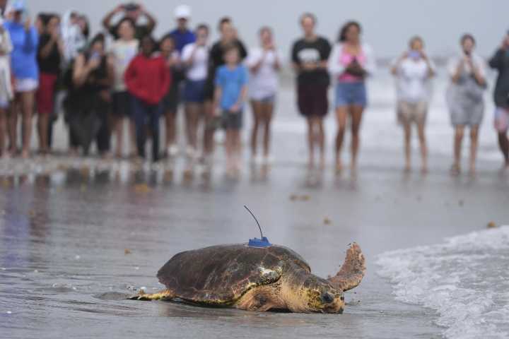 Sea turtle Dilly Dally released into the ocean with three flippers after undergoing amputation