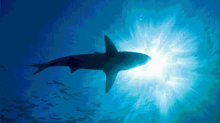 Florida Keys charter captain seen stabbing shark in viral video arrested: FWC