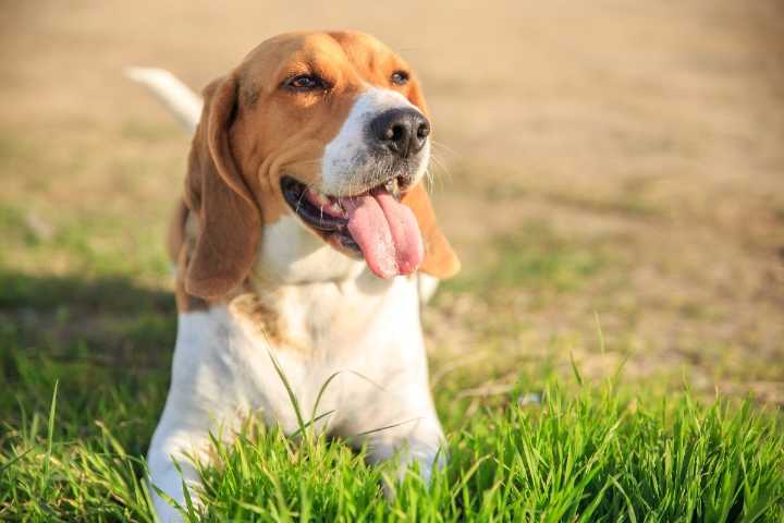 13 Things Dogs Do When They’re Truly Happy